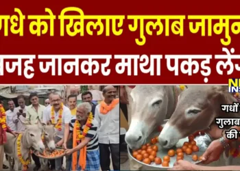मंदसौर में गधों को गुलाब जामुन की पार्टी देने का अनोखा मामला
